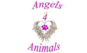 Angels 4 Animals