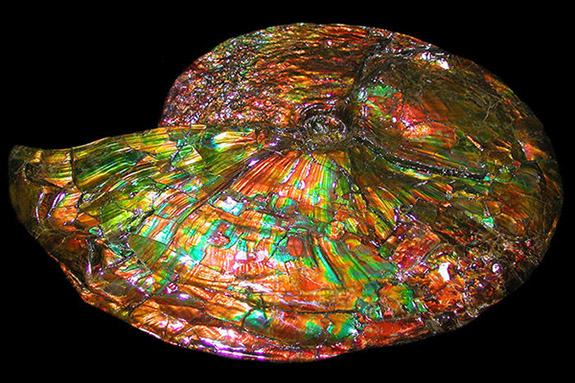 Ammolite1